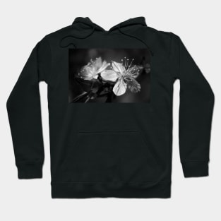 Cherry Tree Blossoms Hoodie